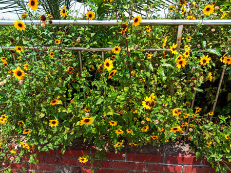 A lush wall of green foliage is covered with numerous bright yellow sunflowers cascading over a metal trellis.の写真素材