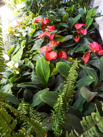 A dense arrangement of various green plants, including ferns and broad leaves, interspersed with bright red flowers.の写真素材