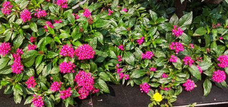 A dense bed of bright pink celosia flowers bursts with color amidst lush green foliage, creating a lively garden scene.の写真素材