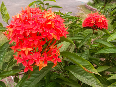 Close-up of bright red Ixora flowers with clusters of small blooms surrounded by glossy green leaves.の写真素材
