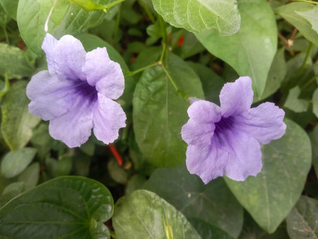 Close-up view of two light purple trumpet-shaped flowers with dark centers, surrounded by lush green foliage.の写真素材