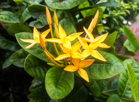 A close-up view of bright yellow Ixora flowers with star-shaped petals surrounded by glossy green leaves.の写真素材
