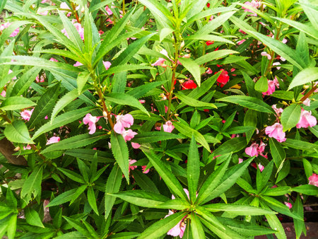 Close-up view of delicate pink and red impatiens flowers nestled amongst abundant, verdant green leaves.の写真素材