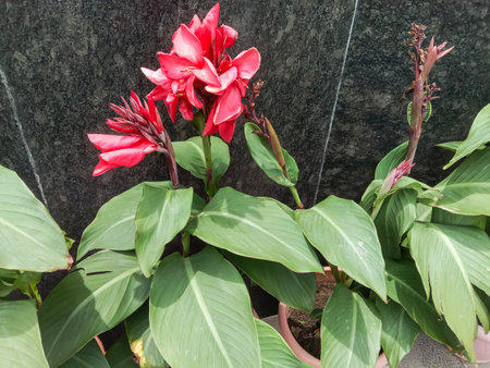 Close-up of bright red Canna Lily flowers with large green leaves, set against a textured dark backdrop.の写真素材