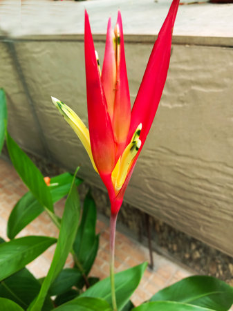 A bright red and yellow heliconia flower with green leaves stands out against a neutral, textured background.の写真素材