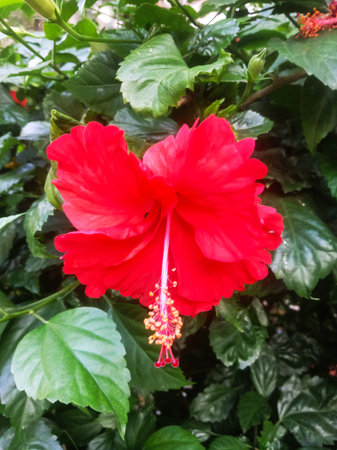 A close-up of a bright red hibiscus flower with delicate petals and a prominent stamen, surrounded by verdant leaves.の写真素材