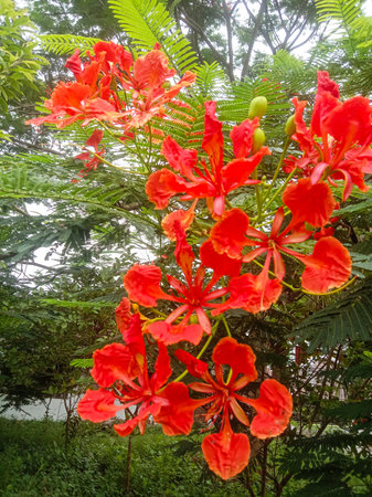 A close-up of bright red flamboyant flowers with delicate petals against a backdrop of green foliage.の写真素材