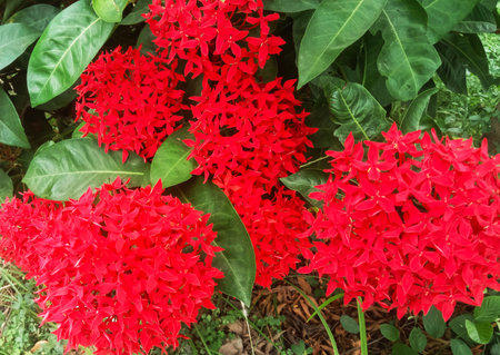 Close-up view of bright red, fluffy flower clusters surrounded by deep green leaves and dappled sunlight.の写真素材
