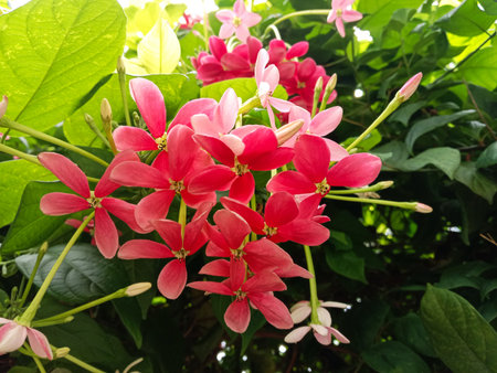 A close-up of a blooming cluster of red and pink flowers with green leaves in the background, bathed in natural light.の写真素材