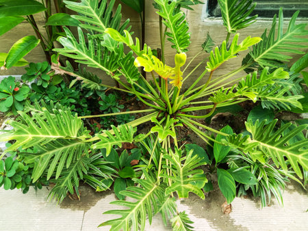 A vibrant close-up of various green ferns and tropical plants, showcasing their intricate leaf patterns and textures.の写真素材