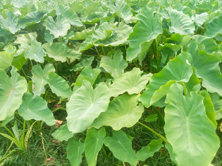 A dense field of vibrant green taro leaves, showcasing their large, heart-shaped foliage in natural sunlight.の写真素材