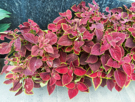 A detailed view of a lush coleus plant showcasing its richly colored, variegated leaves with deep reds and hints of green.の写真素材