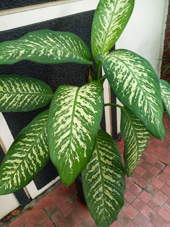 A vibrant Dieffenbachia plant showcasing large, variegated green leaves with intricate white or cream markings and prominent veins.の写真素材