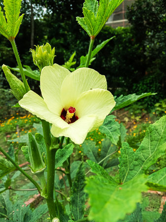 A close-up of a pale yellow okra flower with a dark center, surrounded by lush green leaves and...
