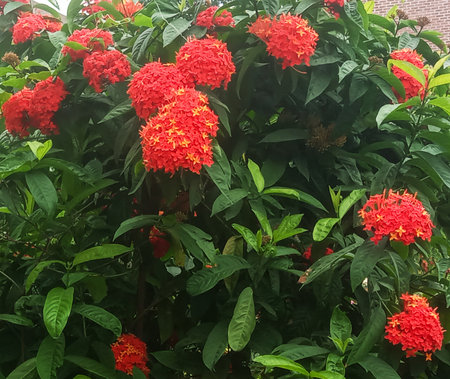 A close-up view of bright red Ixora flowers clustered together on a dense green plant with dark leaves.の写真素材