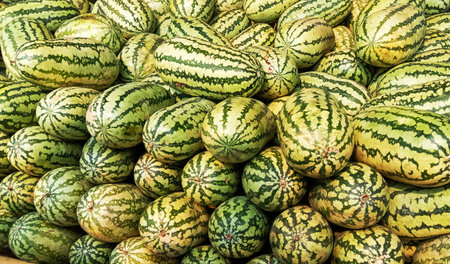 A close-up, overhead view of a large, overflowing pile of ripe, striped melons, showcasing their vibrant green and yellow patterns.の写真素材