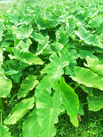 A dense field of vibrant green taro plants with large, heart-shaped leaves under natural light.の写真素材