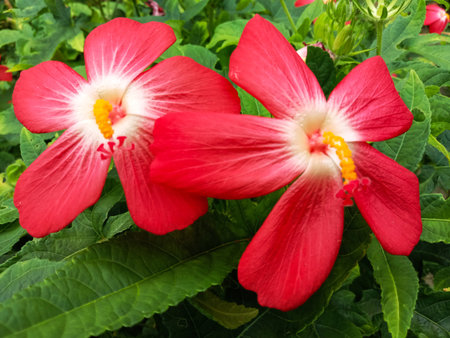 Two bright red flowers with delicate white and yellow centers are showcased against a backdrop of lush green leaves.の写真素材