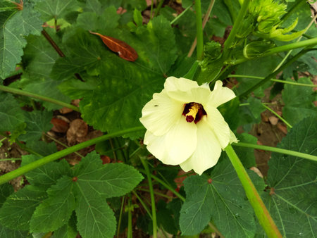 A single, pale yellow okra flower with a dark center opens its petals against a backdrop of vibrant...