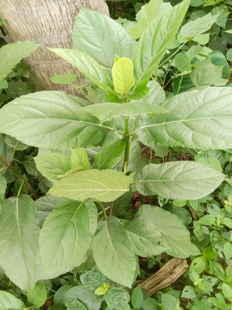 A close-up view of vibrant green leaves on a plant, surrounded by other foliage in a natural setting.の写真素材