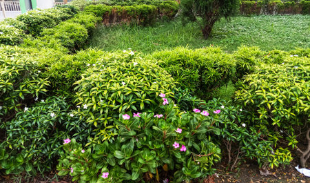 A dense arrangement of vibrant green foliage interspersed with subtle pink blossoms creates a natural, verdant scene.の写真素材