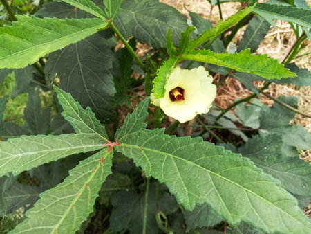 A close-up view of a vibrant green okra plant showcasing its large leaves, a beautiful white flower,...