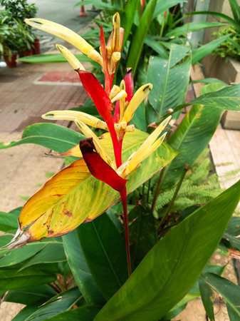 A close-up of a tropical Heliconia flower showcasing its striking red and yellow bracts and green foliage.の写真素材