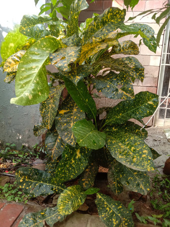 A vibrant, leafy green plant with striking variegated patterns on its leaves, thriving in an outdoor...