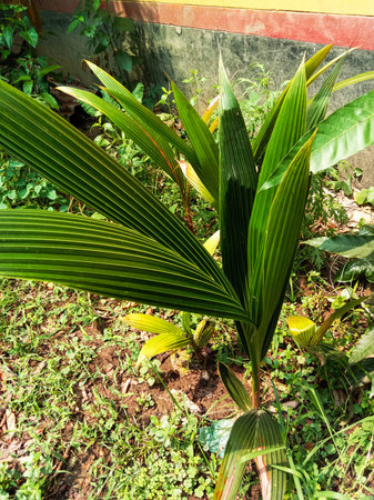 A close-up view of a vibrant green young coconut palm tree seedling with lush fronds emerging from the soil.の写真素材