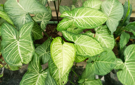 A close-up view of vibrant green caladium leaves showcasing intricate white veining and heart-shaped foliage.の写真素材