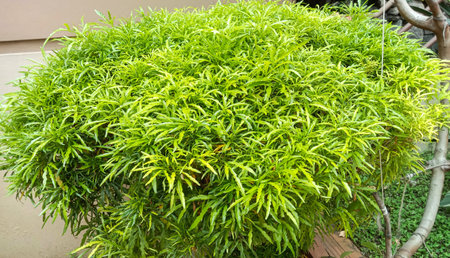 A dense, spherical bush with vibrant green, feathery leaves. The plant is well-maintained and...