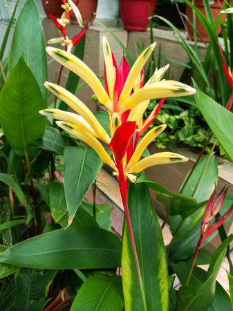 A close-up of a vibrant Heliconia flower, showcasing its striking red and yellow bracts amidst lush...