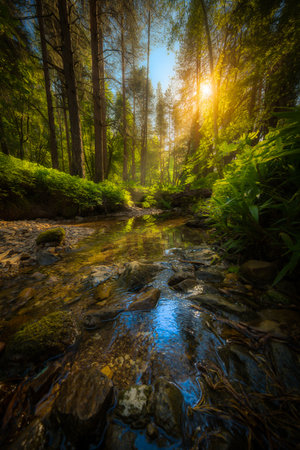 A vibrant forest scene with sunlight filtering through trees, illuminating a shallow creek with mossy rocks and reflections.の素材