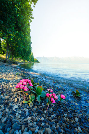 Vibrant pink flowers emerge from a pebble-strewn shore, meeting the calm, sunlit waters of a lake.の素材