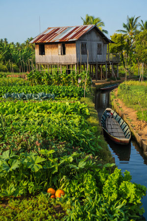 A rustic stilted house sits above vibrant green crops, with a narrow waterway and boat nearby.の素材