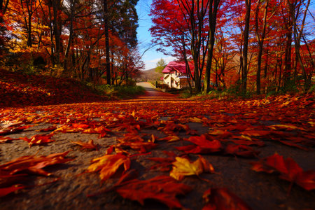 A low-angle view of a path through a forest in peak autumn foliage, blanketed with colorful fallen leaves.の素材