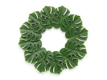 Green monstera leaves wreath isolated on white backgroundの素材