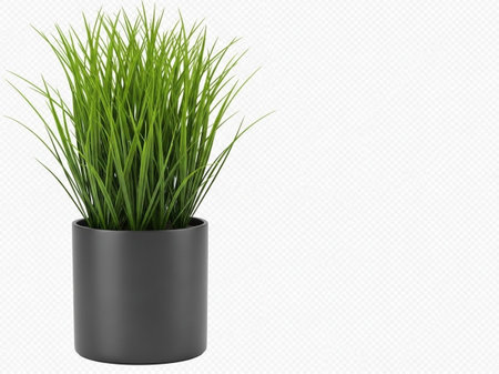 Green grass plant in black pot isolated on white backgroundの素材