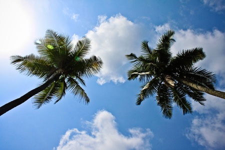 Two coconut tree facing each other.の写真素材