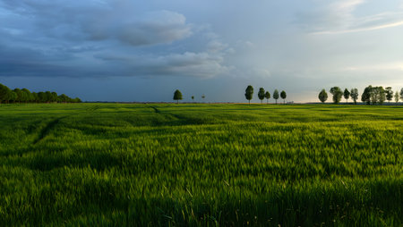 A wide, verdant field stretches towards a distant line of trees. The sky above is a striking contrast of dark, stormy clouds and bright, sunlit areas.の素材