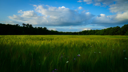 A wide, lush green meadow stretches towards a dense line of dark trees. The sky above is a striking contrast of bright blue with scattered white and ominous gray clouds.の素材