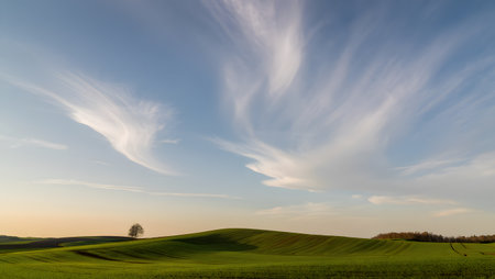 A lone tree stands on a gentle green hill under a wide expanse of sky. Delicate, wispy clouds stretch across the blue canvas, illuminated by the soft light of dusk.の素材