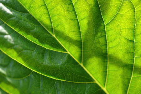 Detailed macro view of a bright green leaf's intricate vein structure.の素材