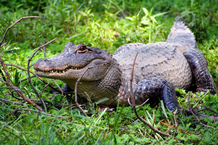 Gatorの写真素材