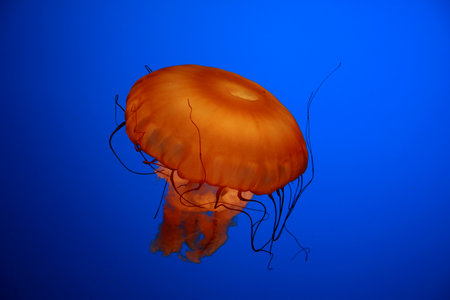 An orange jellyfish against a blue backgroundの写真素材