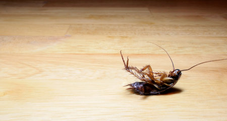 A dead, dusty roach lying on a tableの写真素材