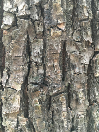 Close up to the texture of a tree trunkの写真素材