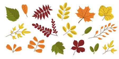 Vector set of different autumn leaves. Botanical illustration in the cold season. Autumn composition. Colored fallen leaves isolated on white background.のイラスト素材