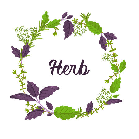 Vector wreath of basil, thyme and dill of different colors. Image of fresh greenery from the garden. Vitamin set. Botanical illustration. Green and purple leaves of greenery.のイラスト素材