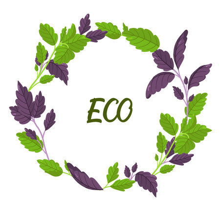 Vector wreath of basil in different colors. Image of fresh greenery from the garden. Healthy food concept. Botanical illustration. Green and purple leaves of greenery.のイラスト素材